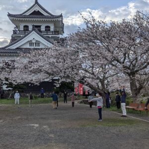 城山公園の桜が満開です